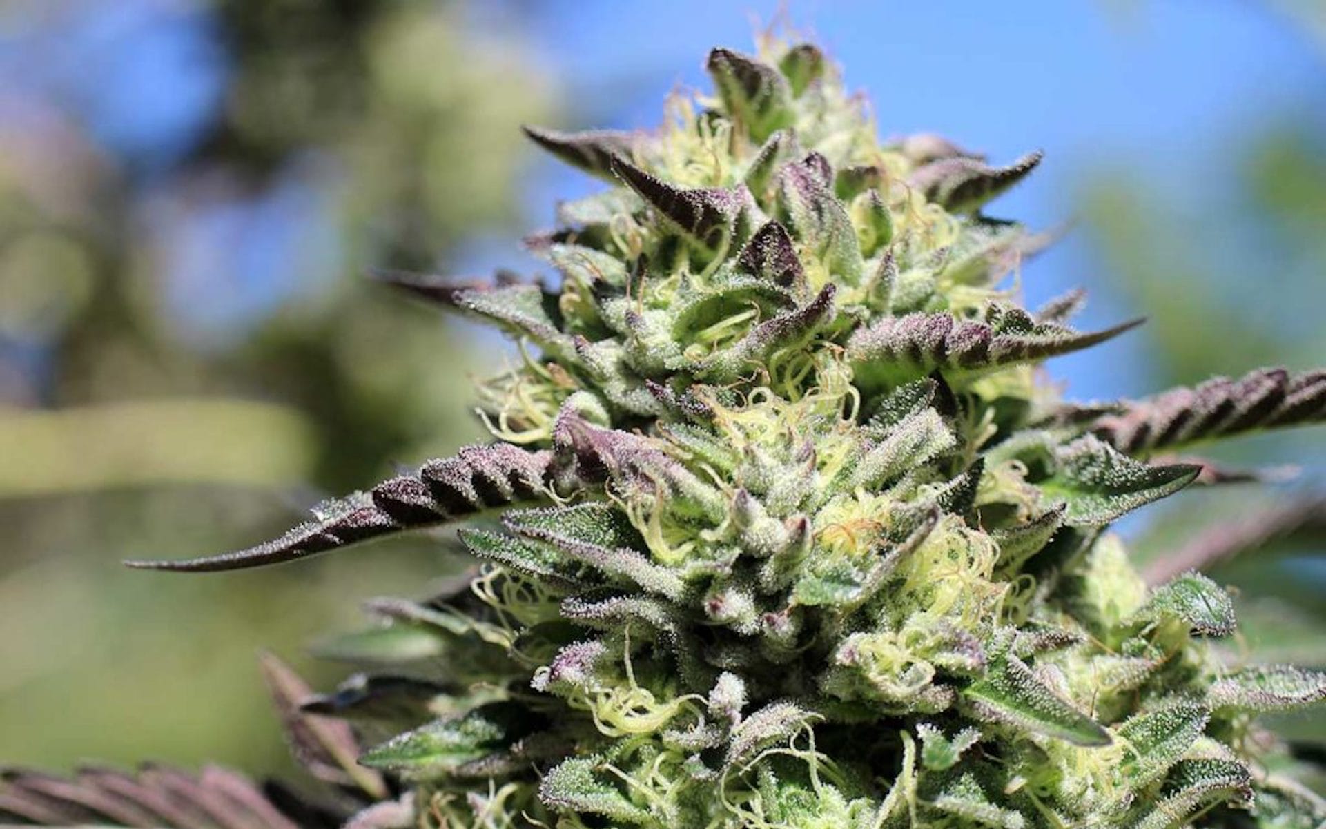 CBD Blüten kaufen – Hol dir den Geschmack der Natur direkt nach Hause
