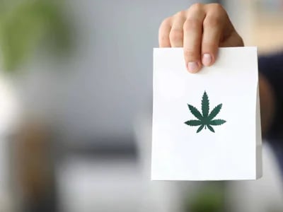 Garantiert hochwertige Ernten – Weed Samen kaufen für optimale Ergebnisse